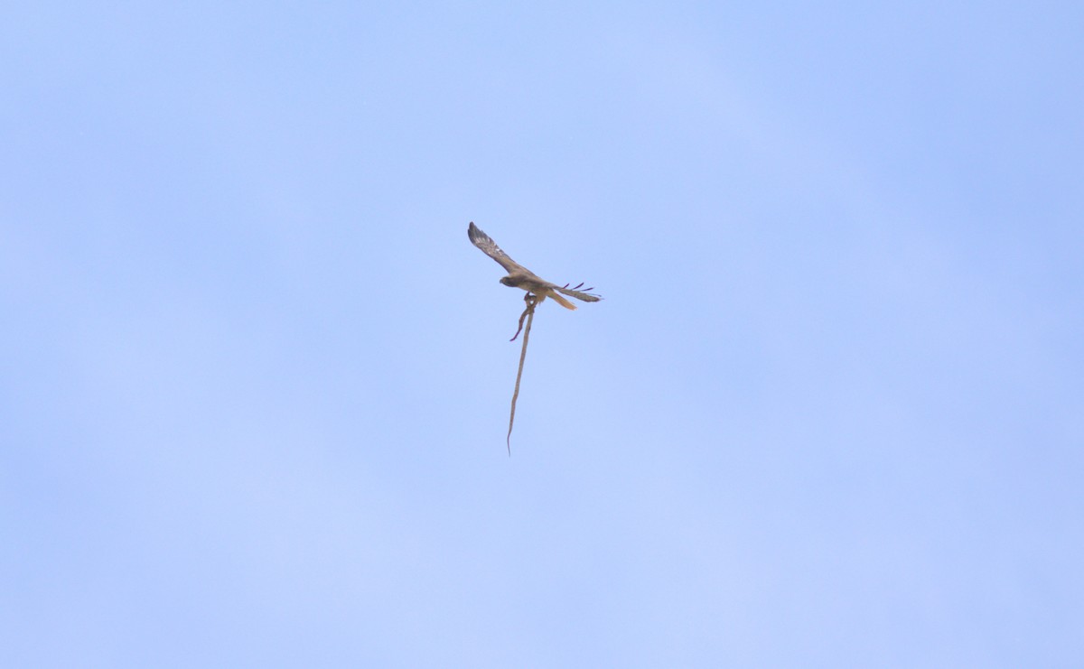 Red-tailed Hawk - ML584068561