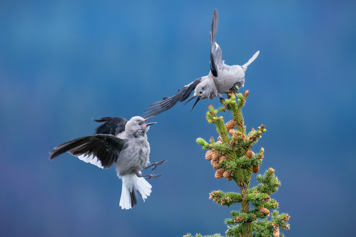 Clark's Nutcracker - ML584068621