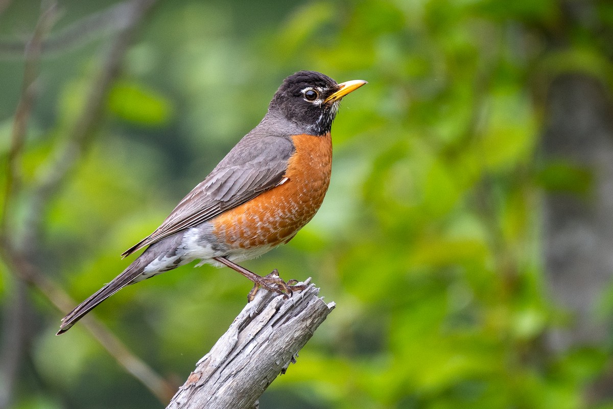 American Robin - Joshua Brown