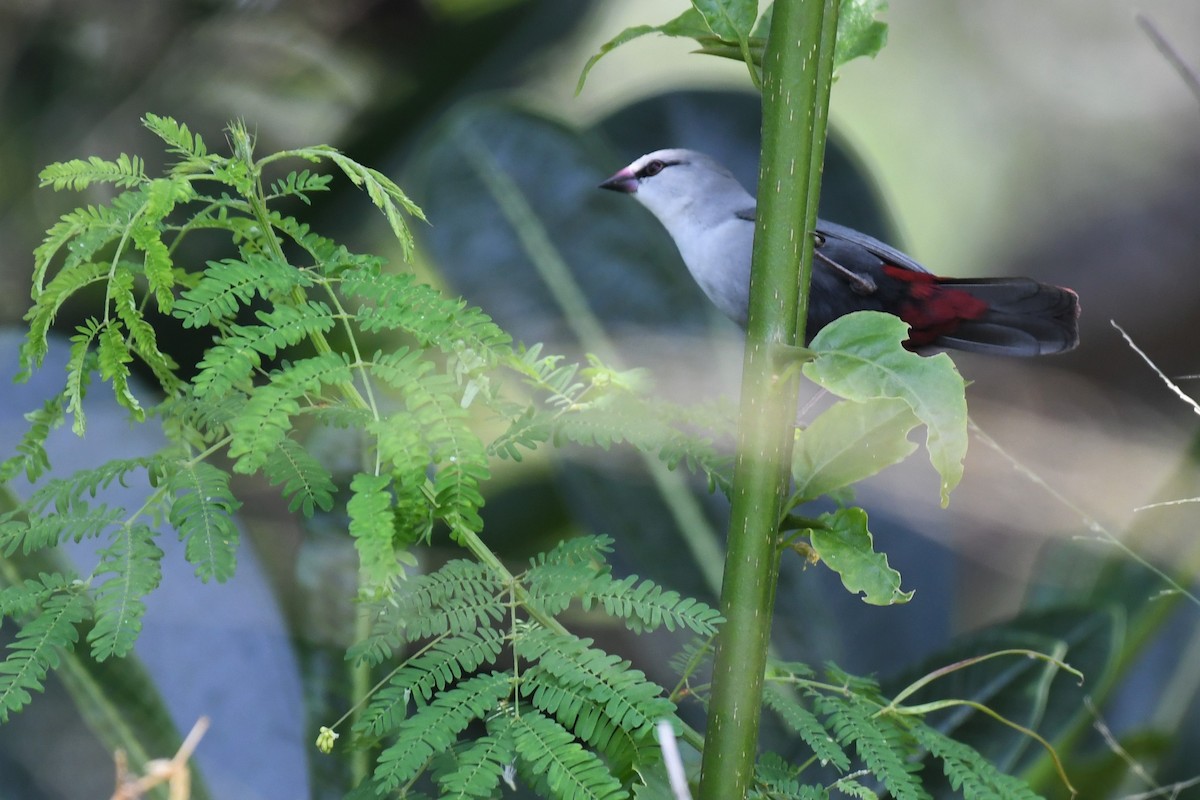 Lavender Waxbill - Bill Eisele