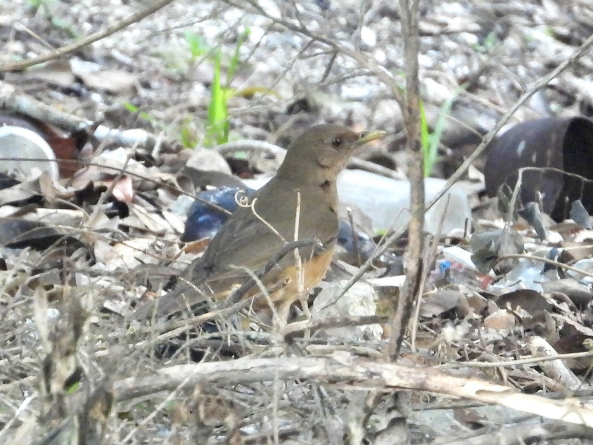 Clay-colored Thrush - ML584070411