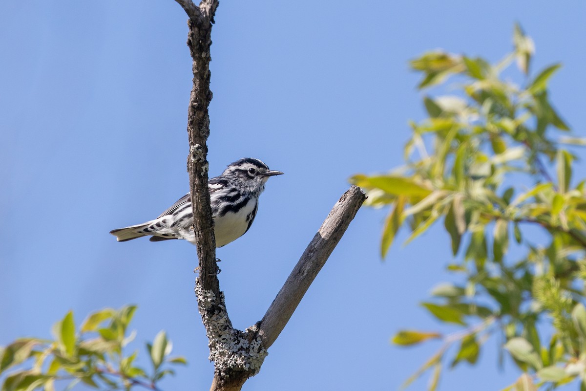 Paruline noir et blanc - ML584070991