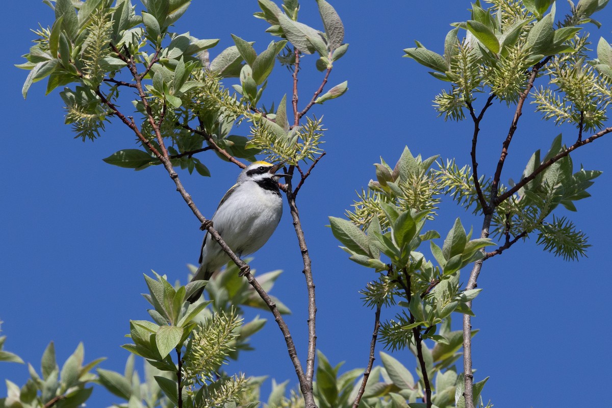 Golden-winged Warbler - Cory Gregory