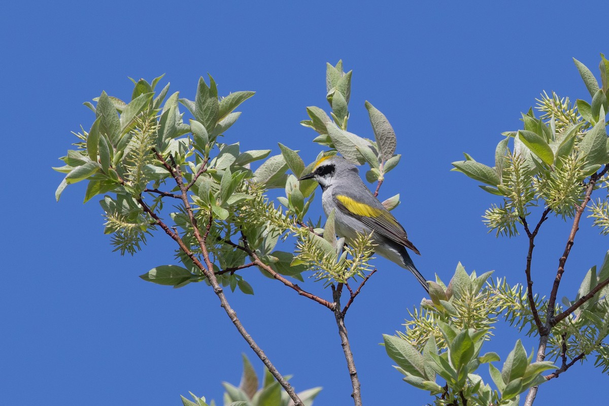 Golden-winged Warbler - Cory Gregory