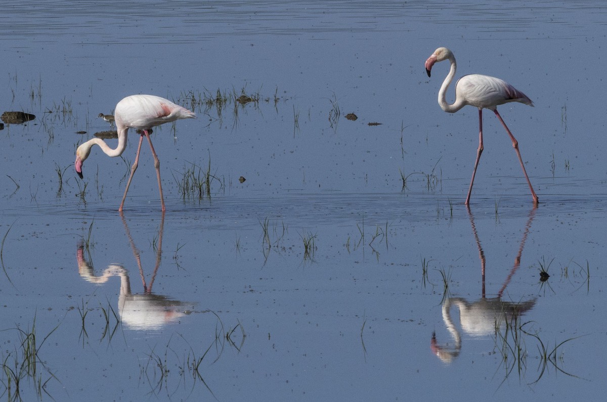 Greater Flamingo - Mike Austin