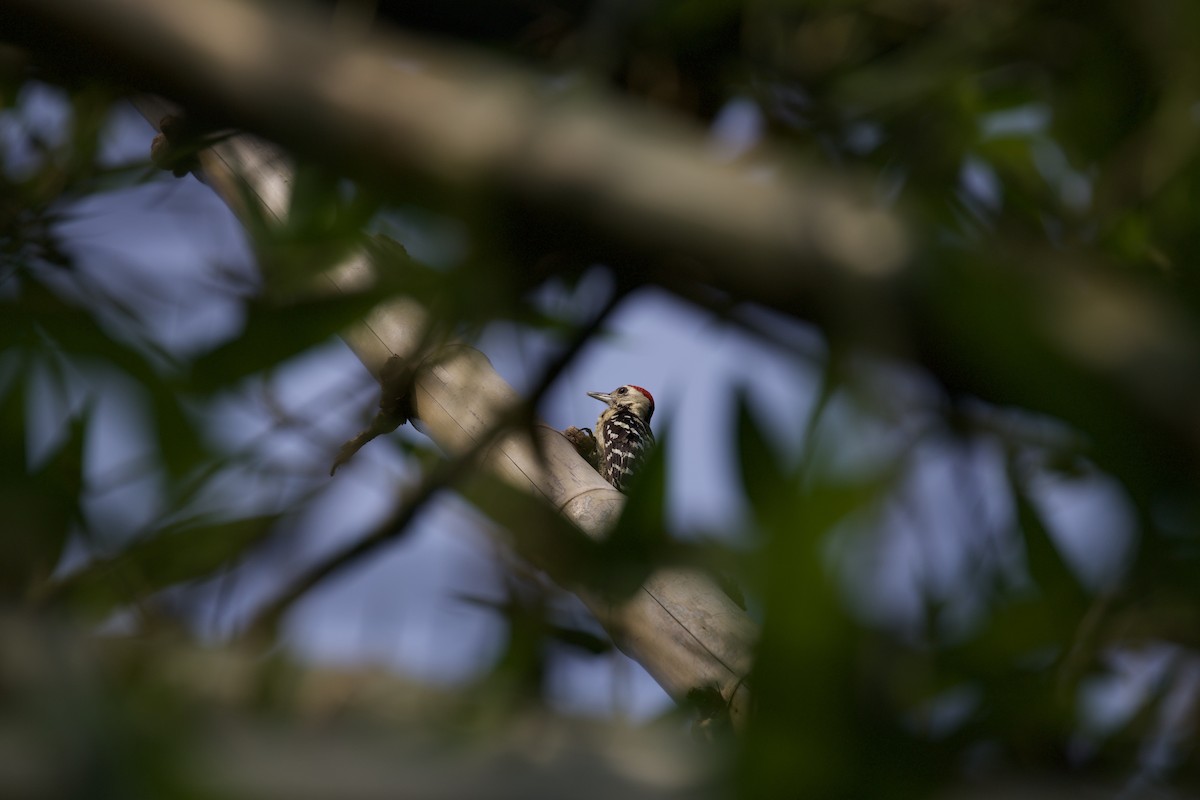 Fulvous-breasted Woodpecker - ML584072591