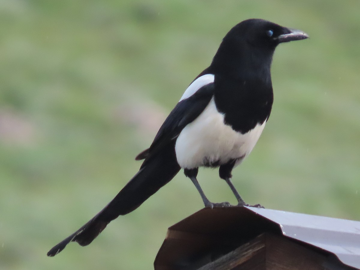 Black-billed Magpie - ML584074761