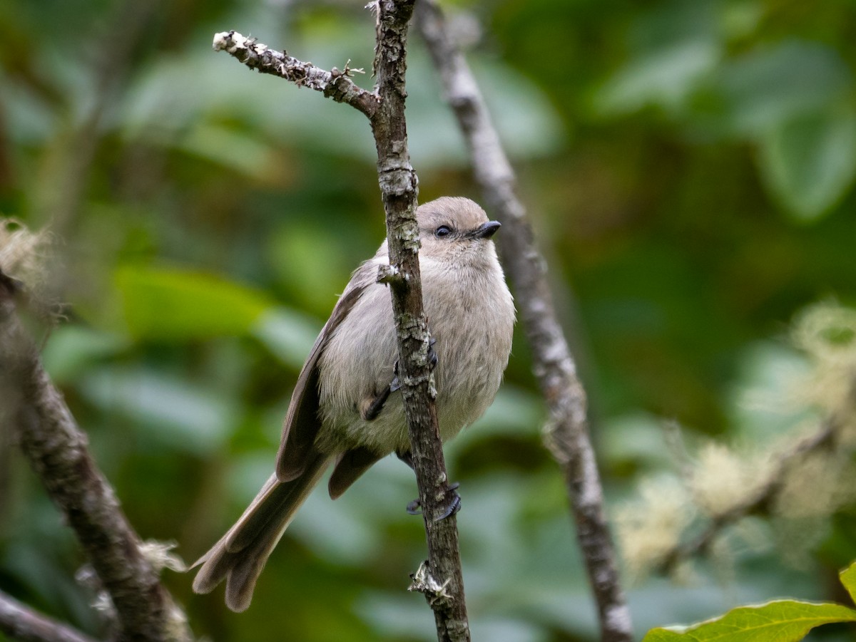 Bushtit - ML584075931