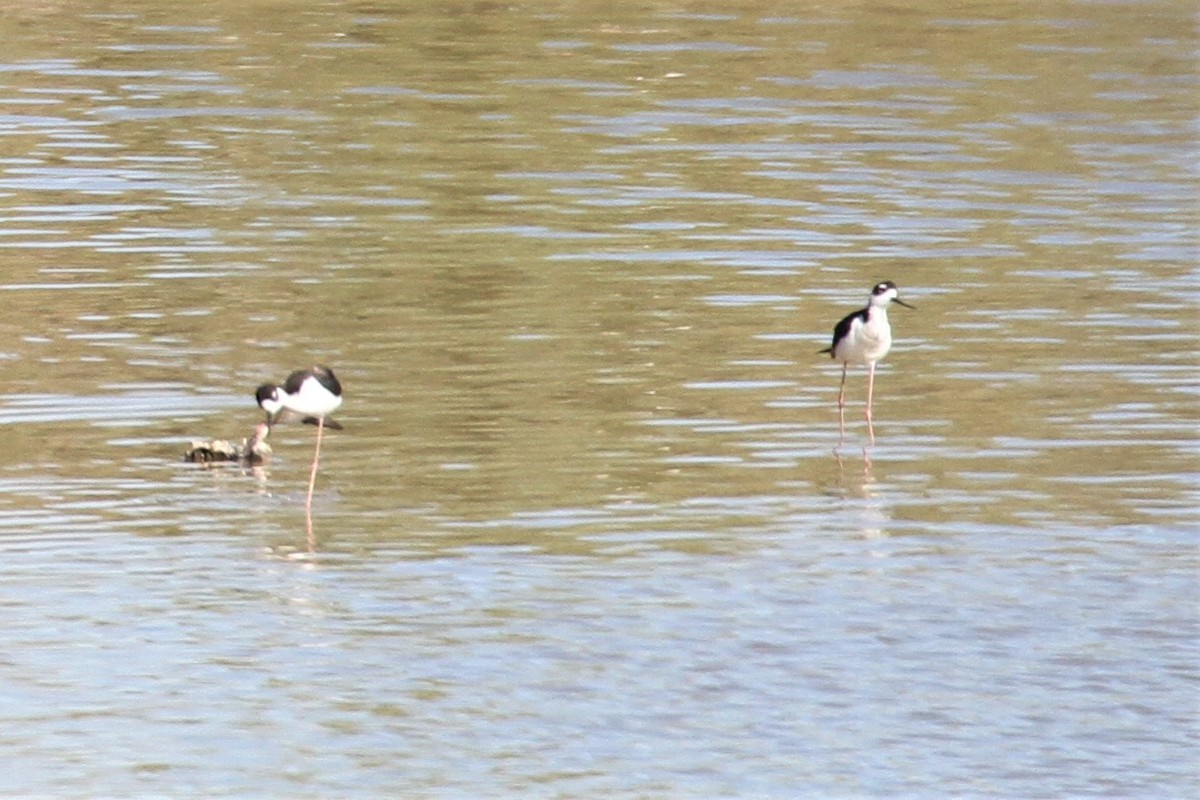 Black-necked Stilt - ML584075971