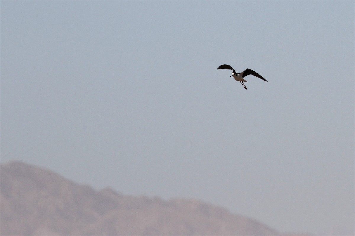 Black-necked Stilt - ML584075981