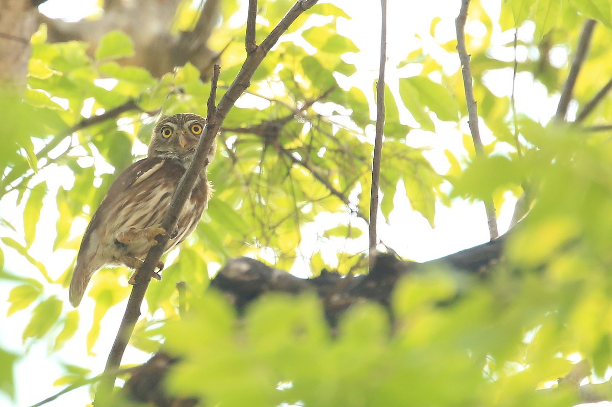 Ferruginous Pygmy-Owl - ML58407601