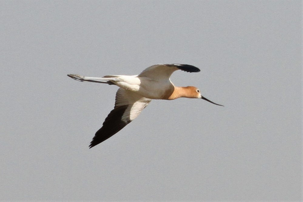 Avocette d'Amérique - ML584076521