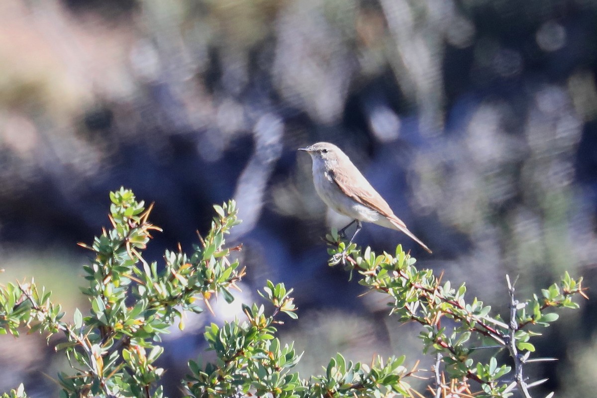 Spot-billed Ground-Tyrant - ML584077281