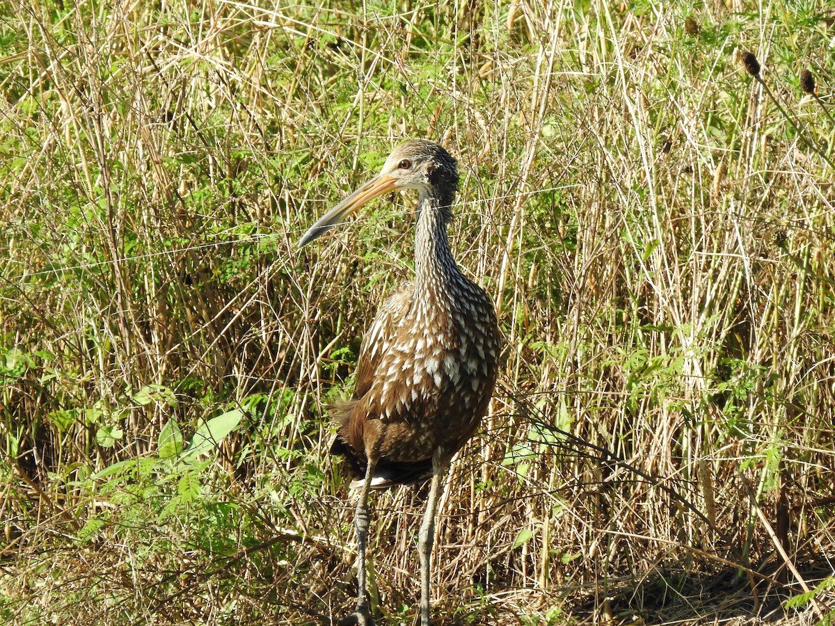 Limpkin - ML584077481