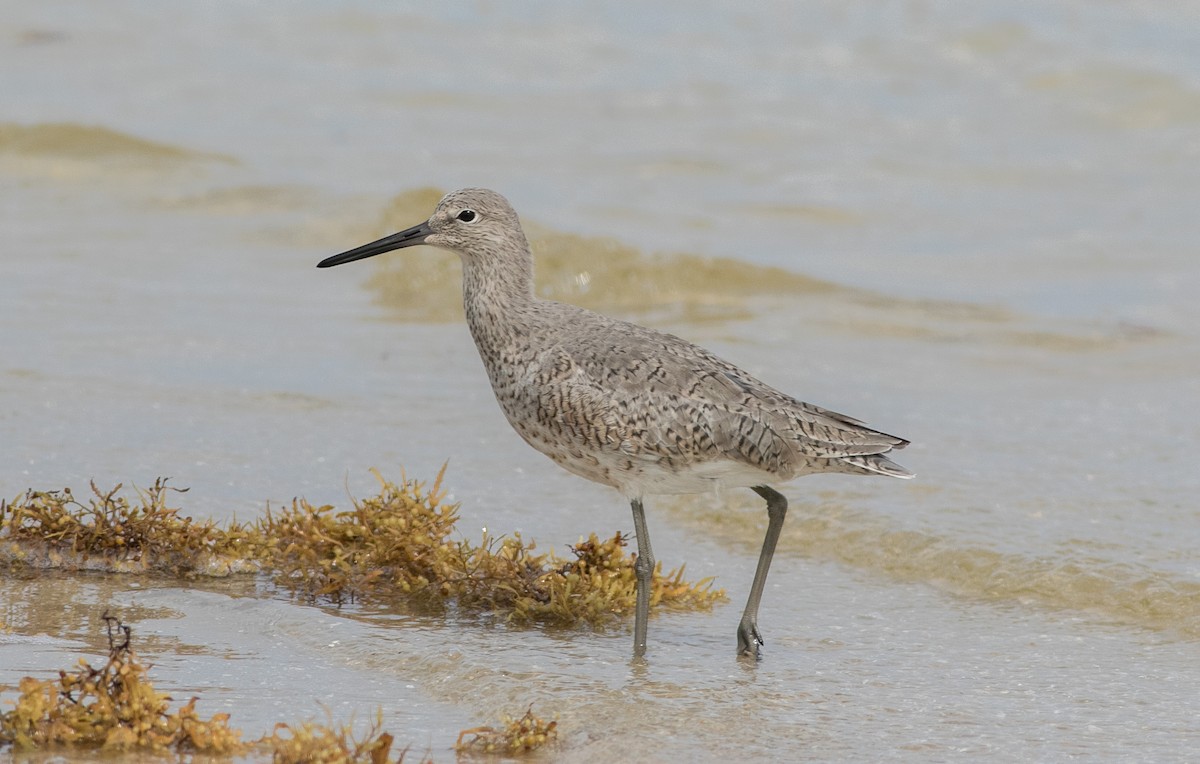 Willet - ML584078121