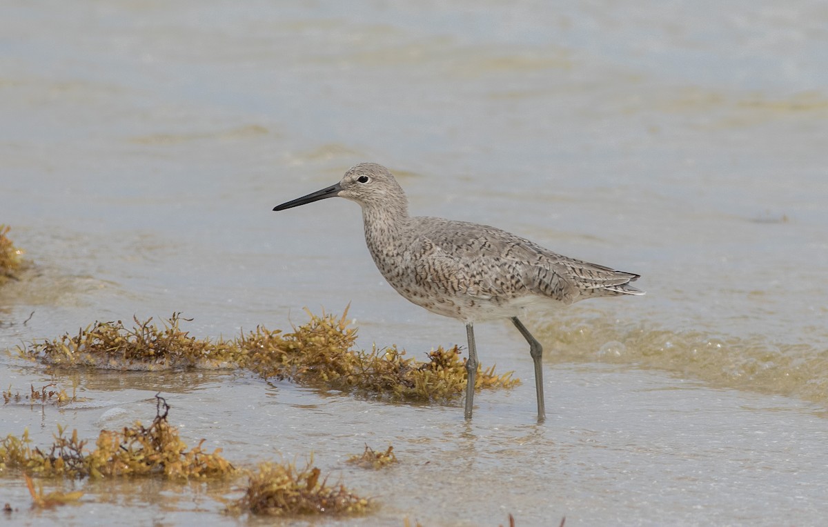 Willet - ML584078131