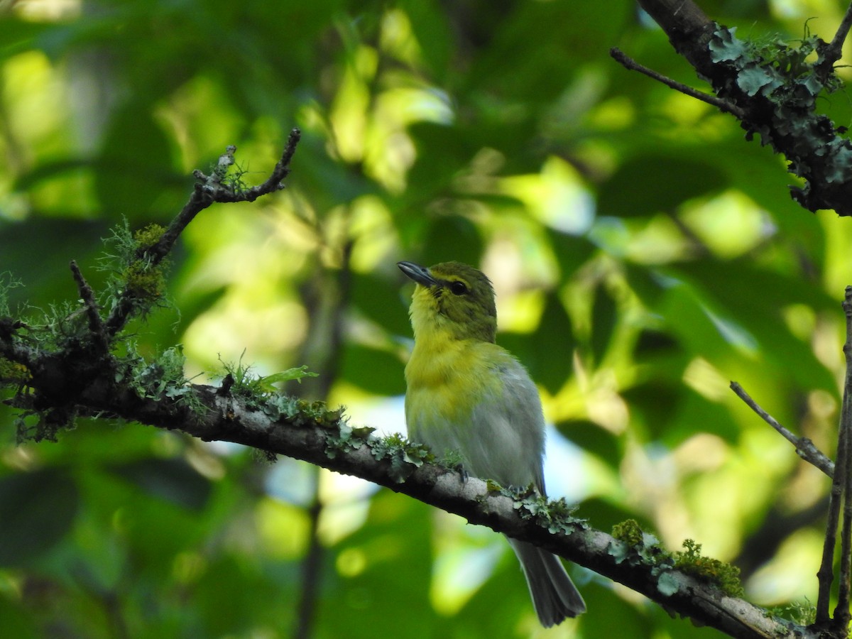 Vireo Gorjiamarillo - ML584078221