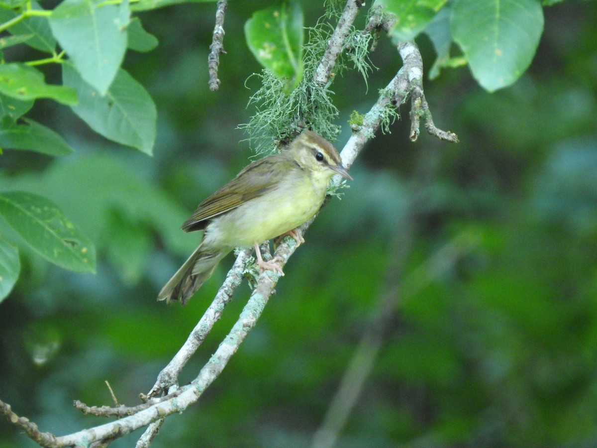 Swainson's Warbler - ML584078751