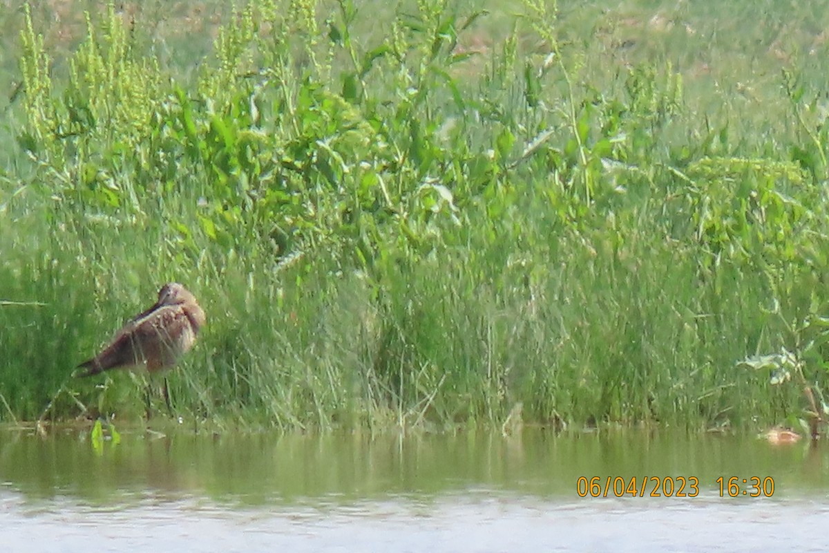 Marbled Godwit - ML584079711