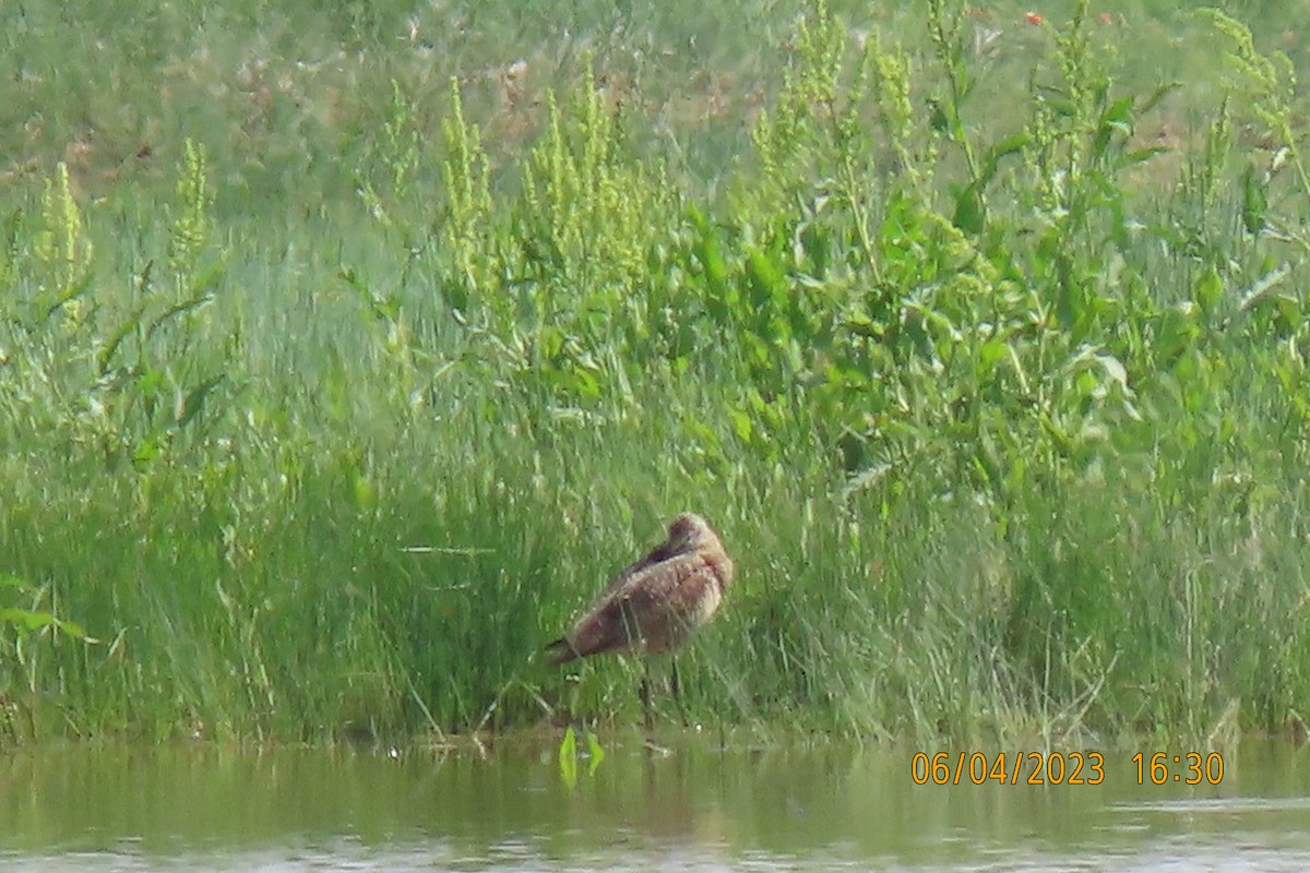 Marbled Godwit - ML584079801