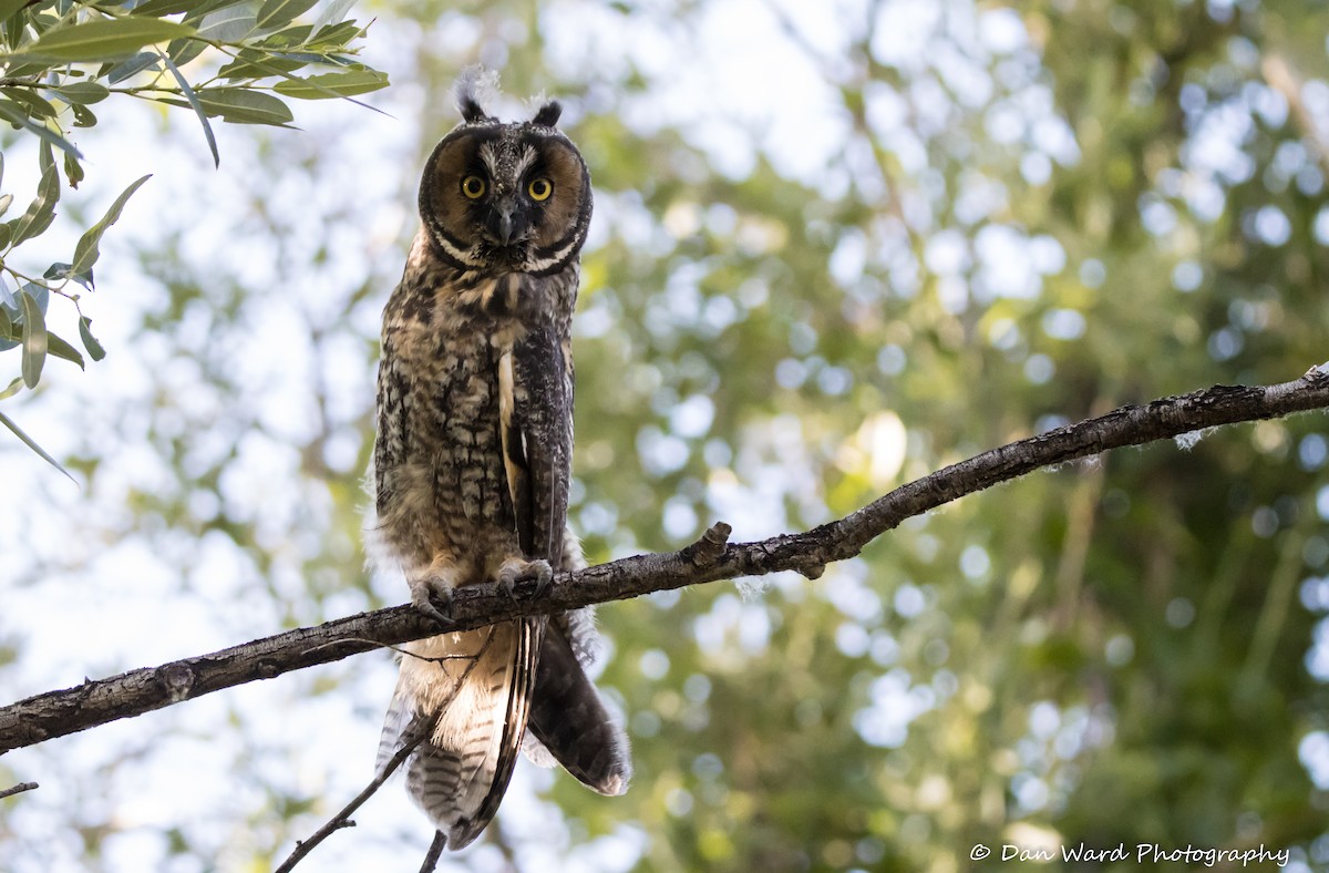 Long-eared Owl - ML584080131