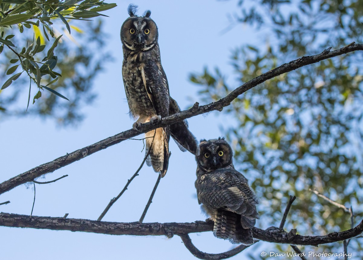 Long-eared Owl - ML584080291