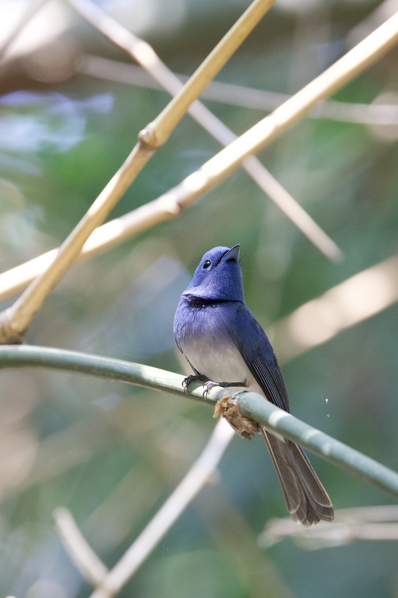 Black-naped Monarch - ML584080301