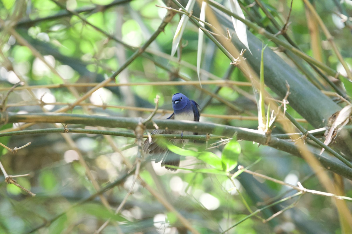 Black-naped Monarch - ML584080331