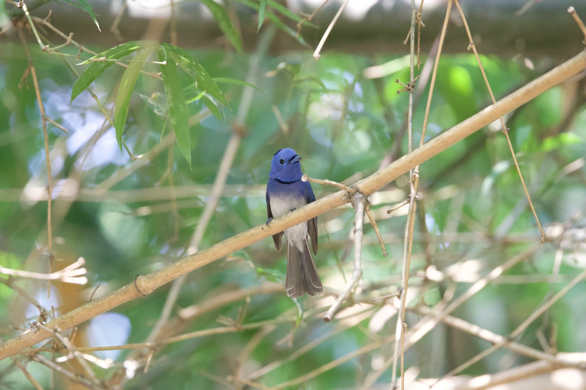 Black-naped Monarch - ML584080351