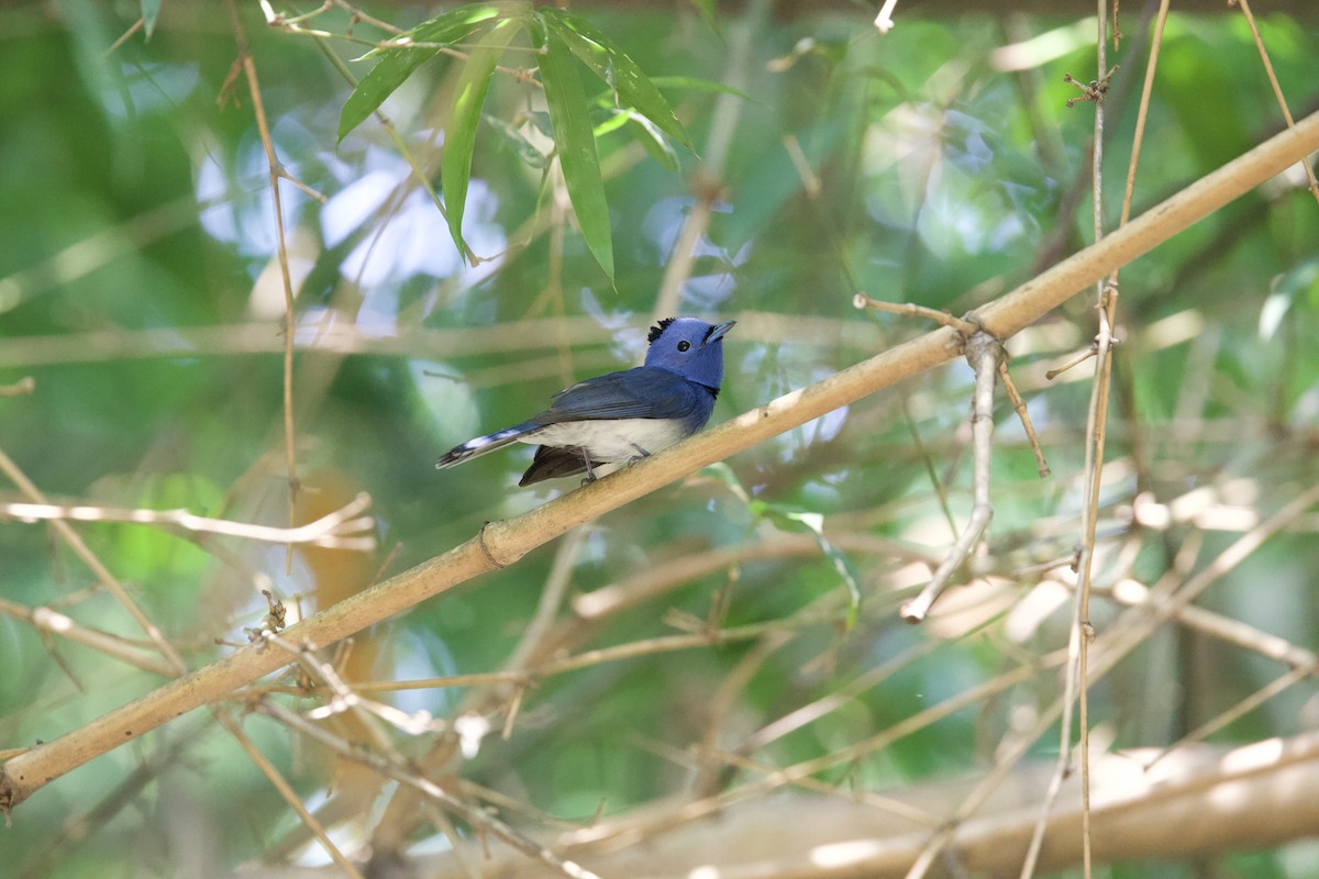 Black-naped Monarch - ML584080361