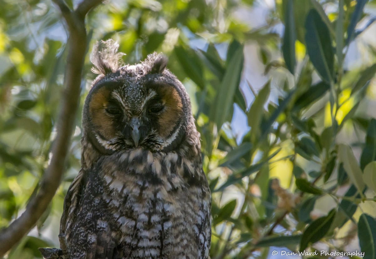 Long-eared Owl - ML584080471