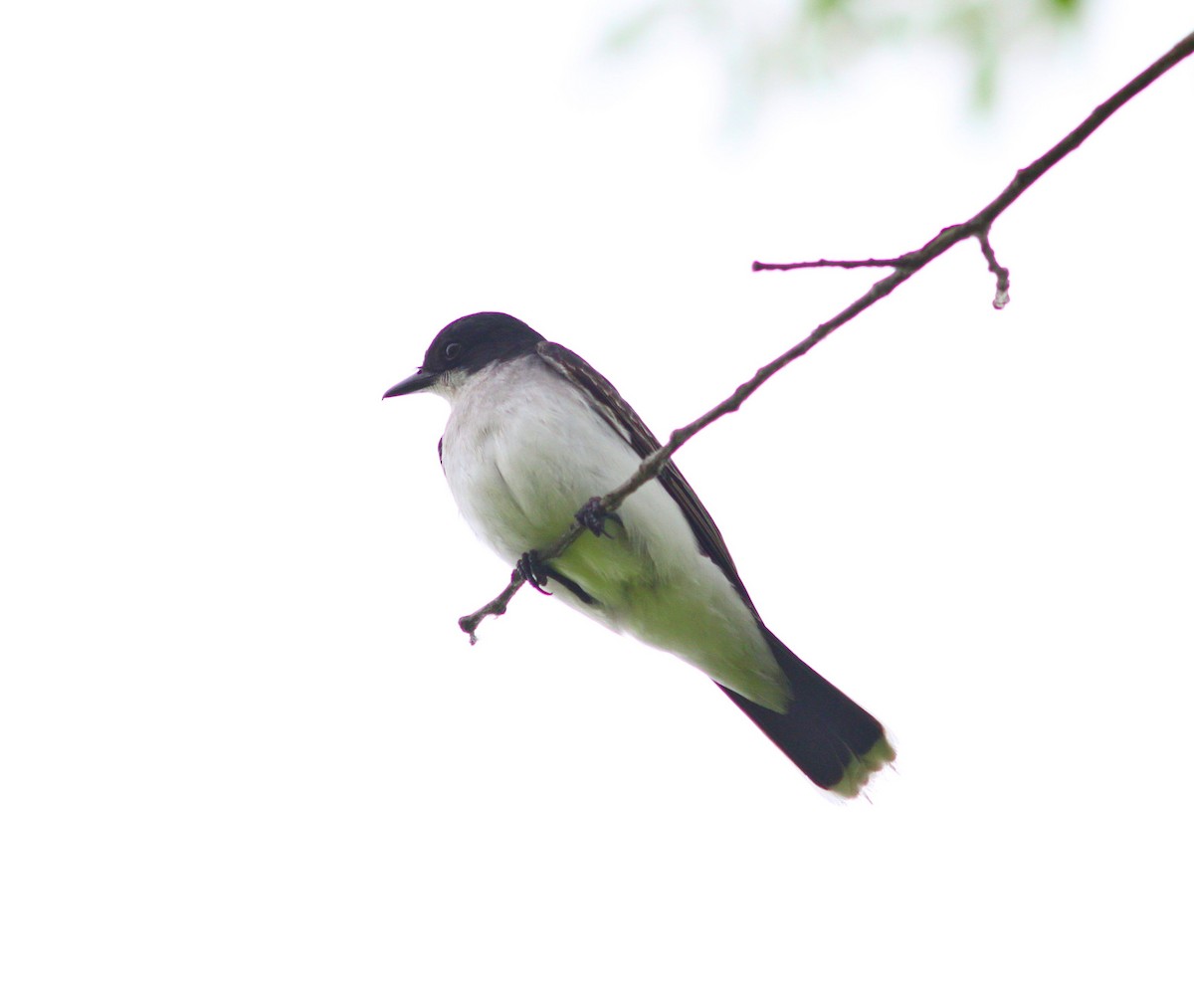 Eastern Kingbird - Silas Wareham