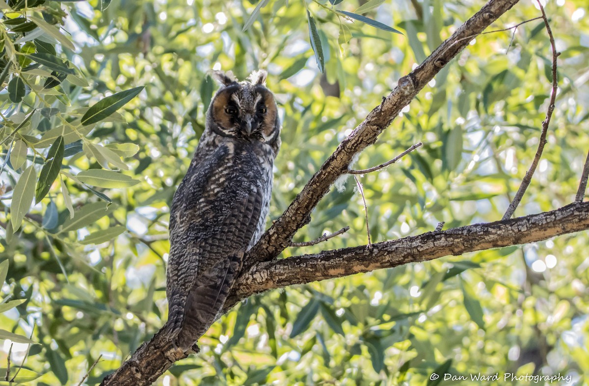 Long-eared Owl - ML584080521