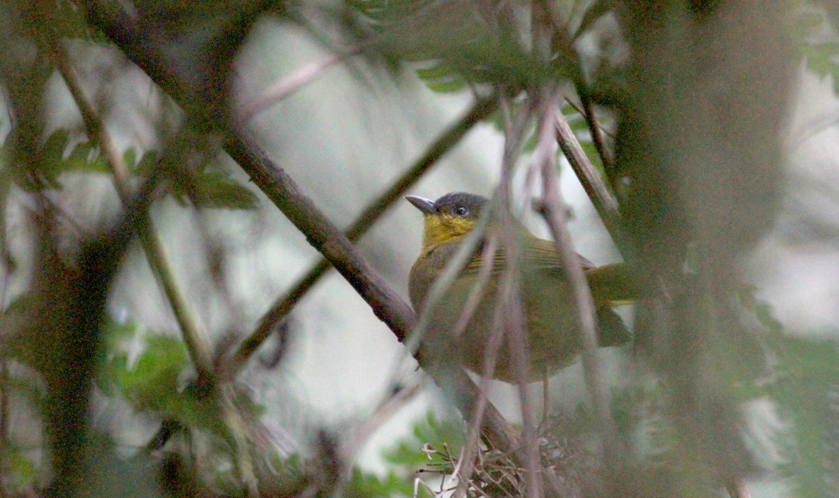Gray-capped Hemispingus - Jay McGowan