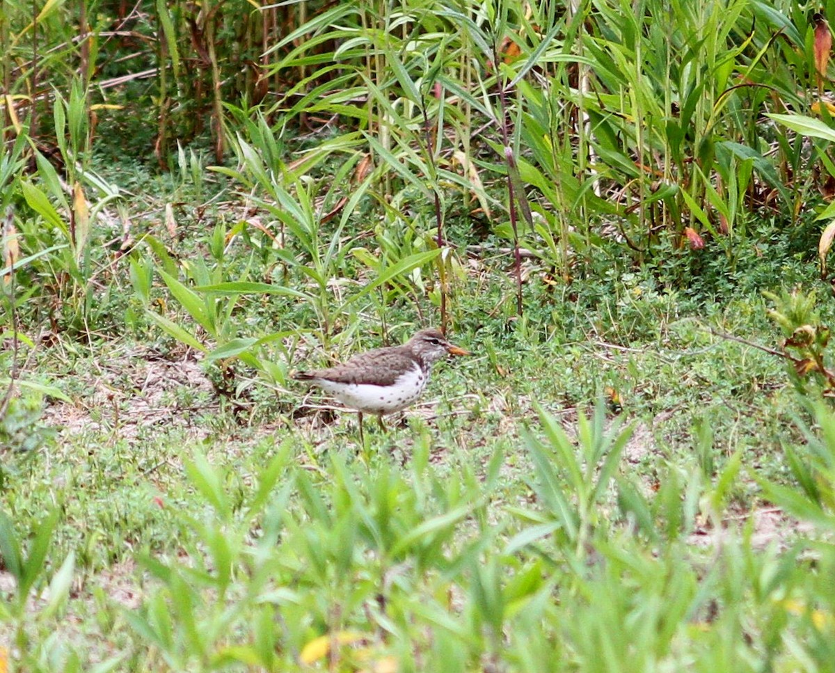 Spotted Sandpiper - ML584080801