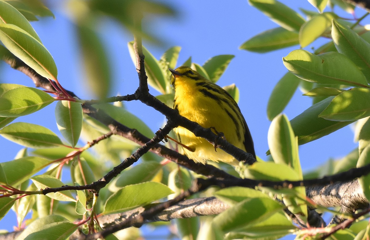 Prairie Warbler - ML584080891