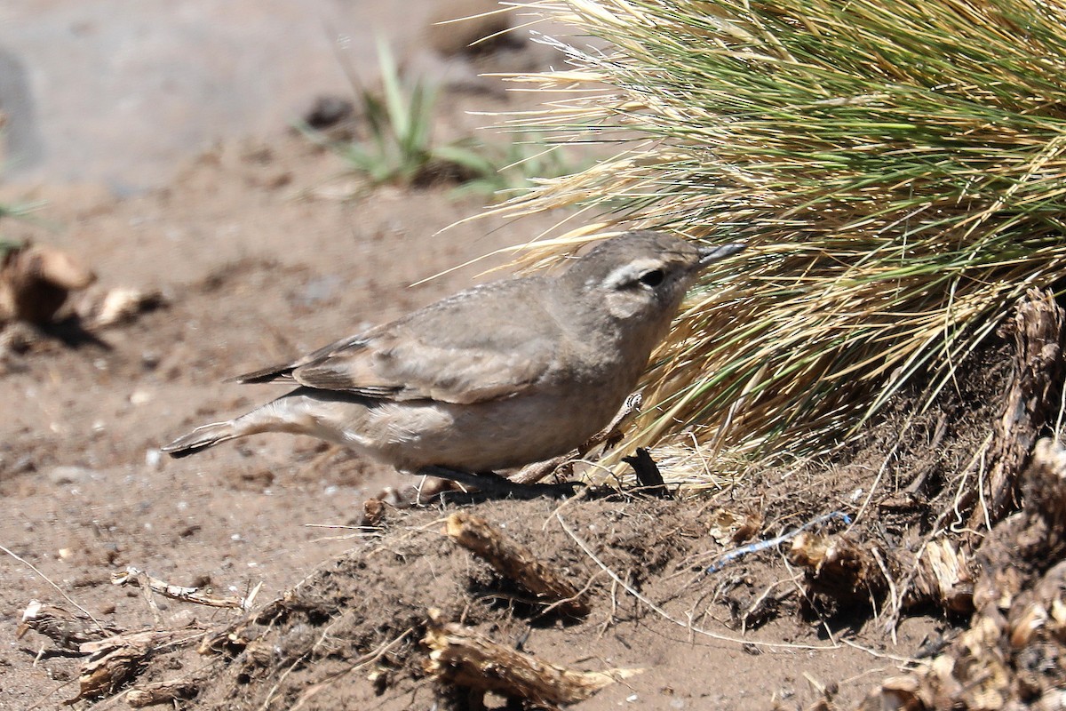 Rufous-banded Miner - ML584082671