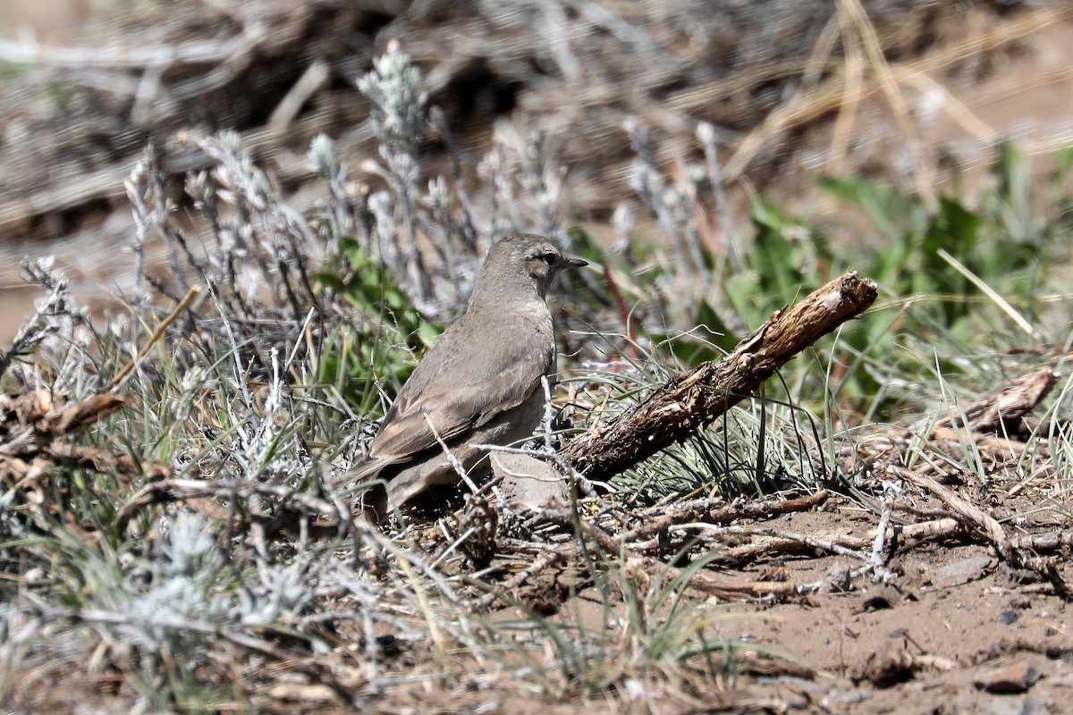 Rufous-banded Miner - ML584082711