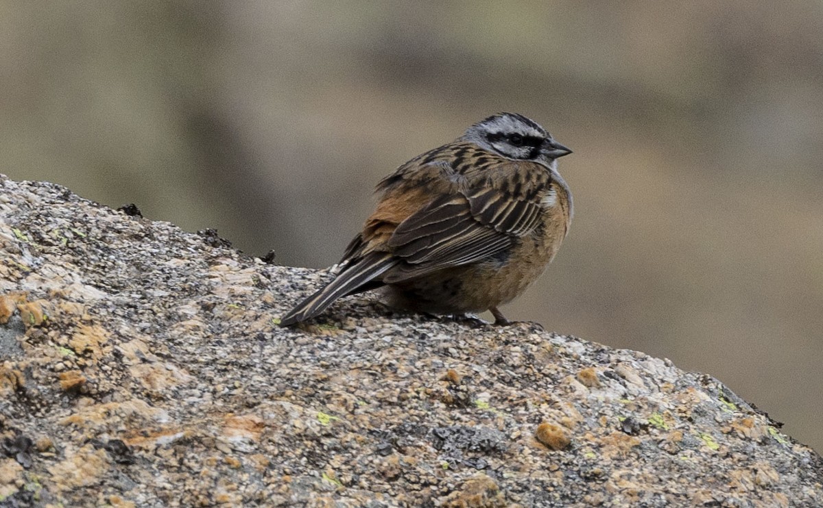 Rock Bunting - ML584083071