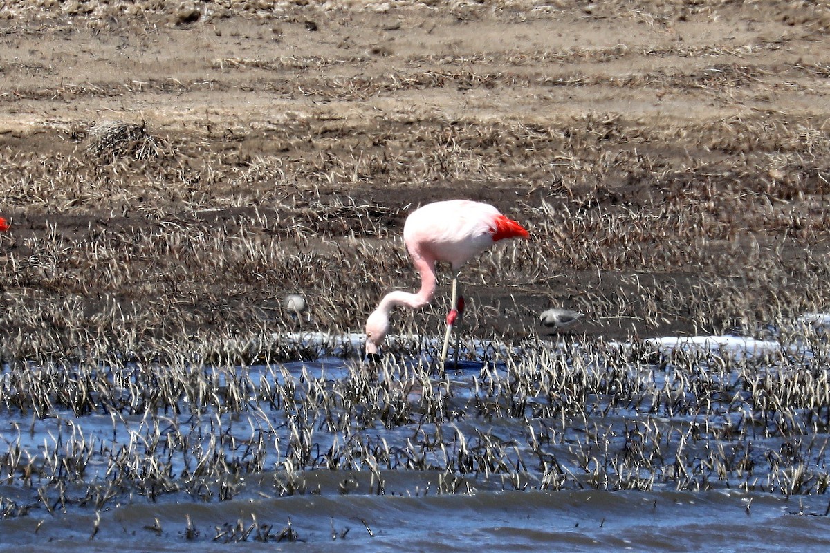 Magellanic Plover - ML584083611