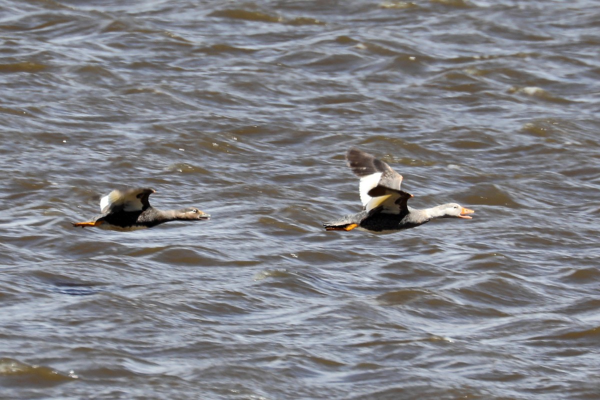 Flying Steamer-Duck - ML584083781