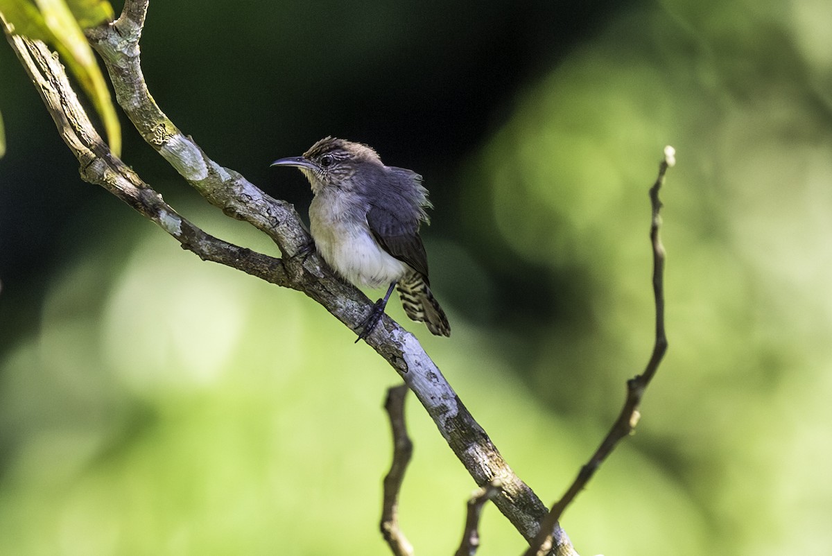 Tooth-billed Wren - ML584084311