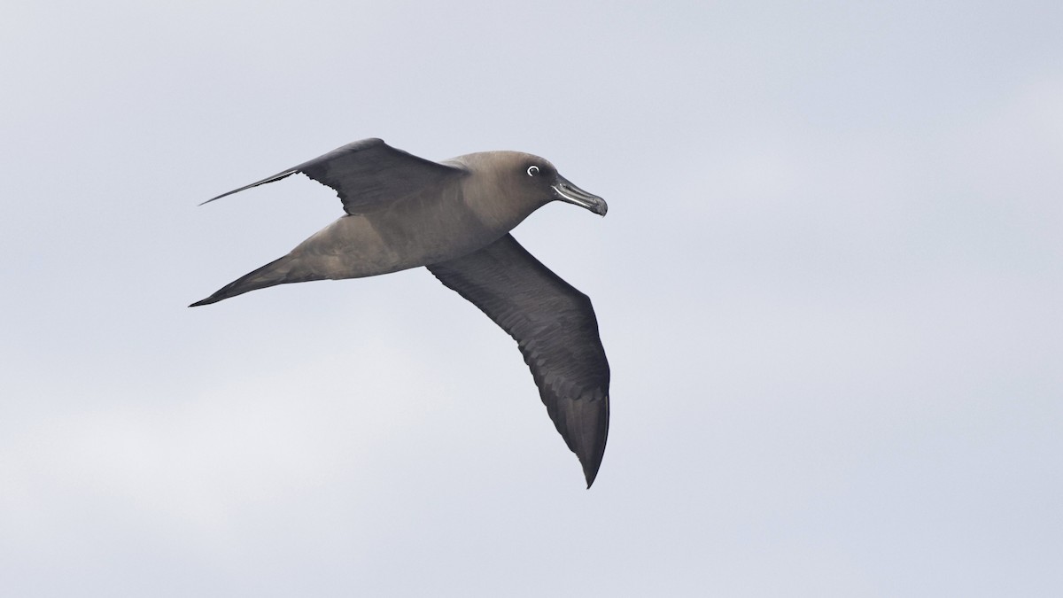 Sooty Albatross - ML584085661