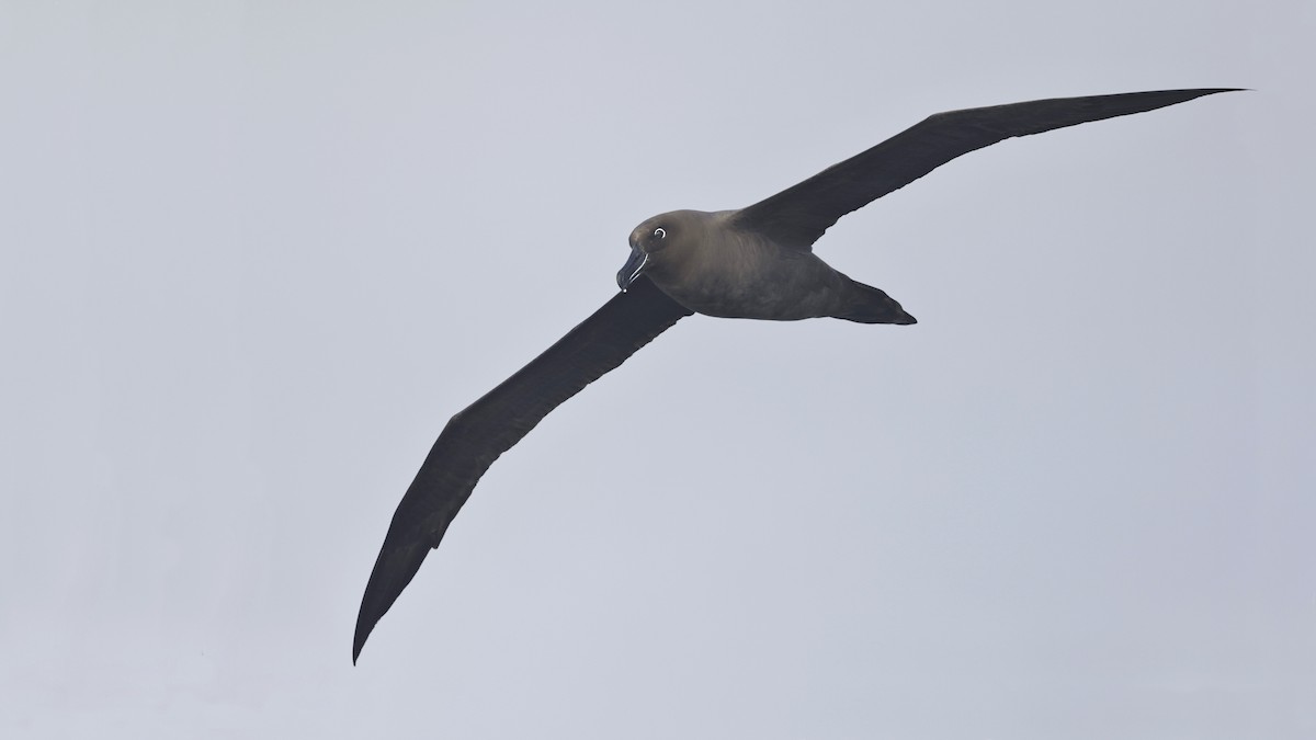 Sooty Albatross - ML584085671