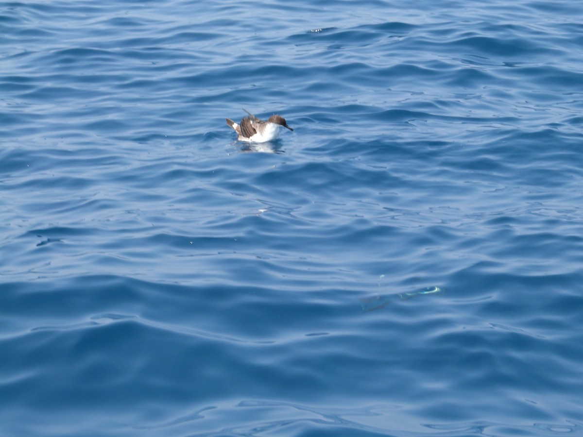 Great Shearwater - ML584086571