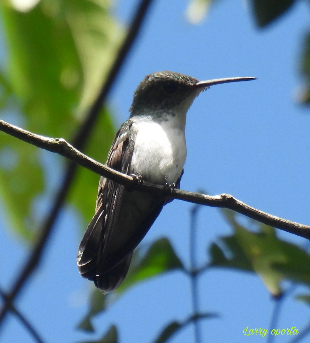 White-bellied Emerald - ML584088301