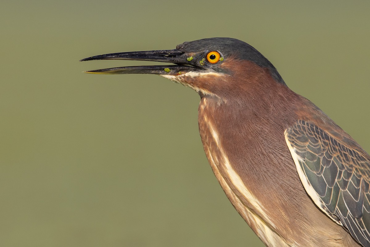 Green Heron - ML584088411