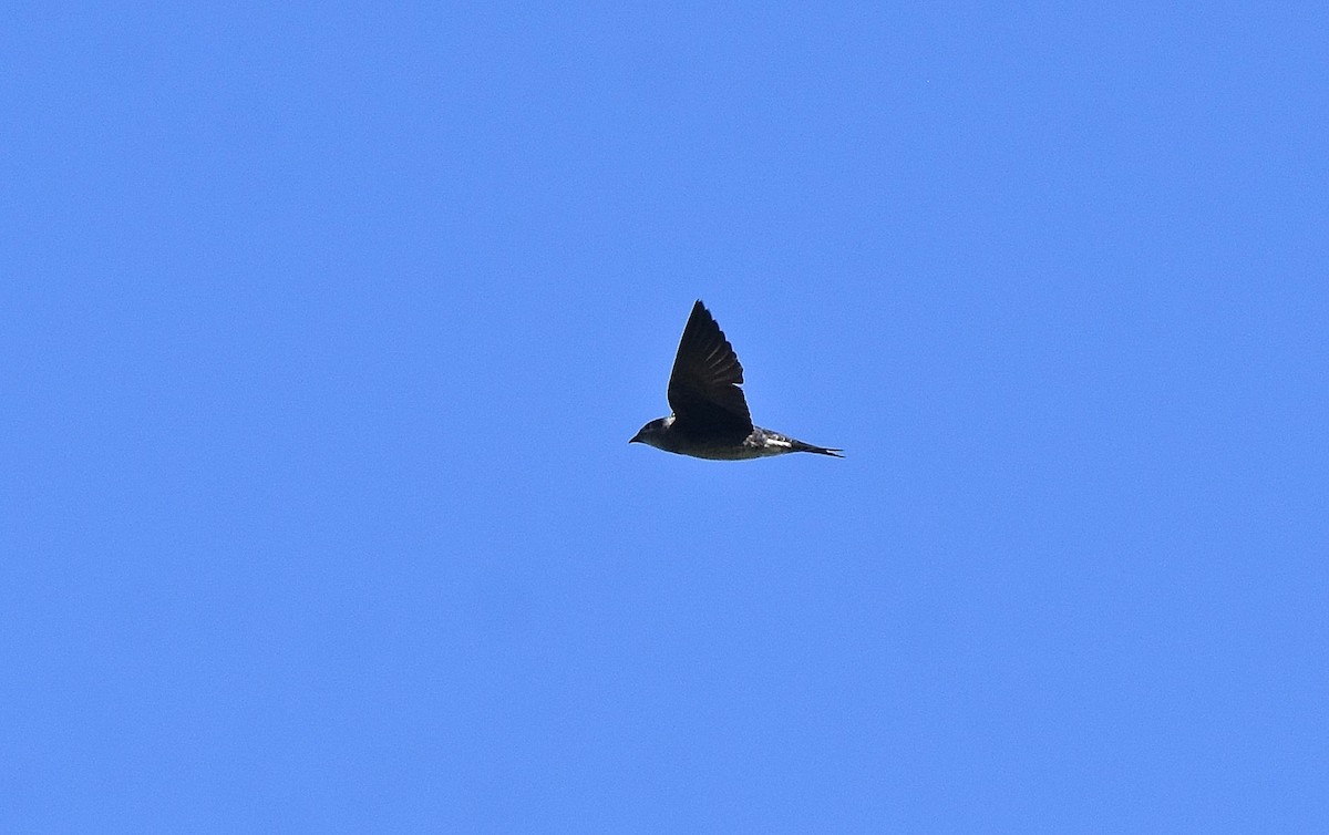 Golondrina Purpúrea - ML584088541