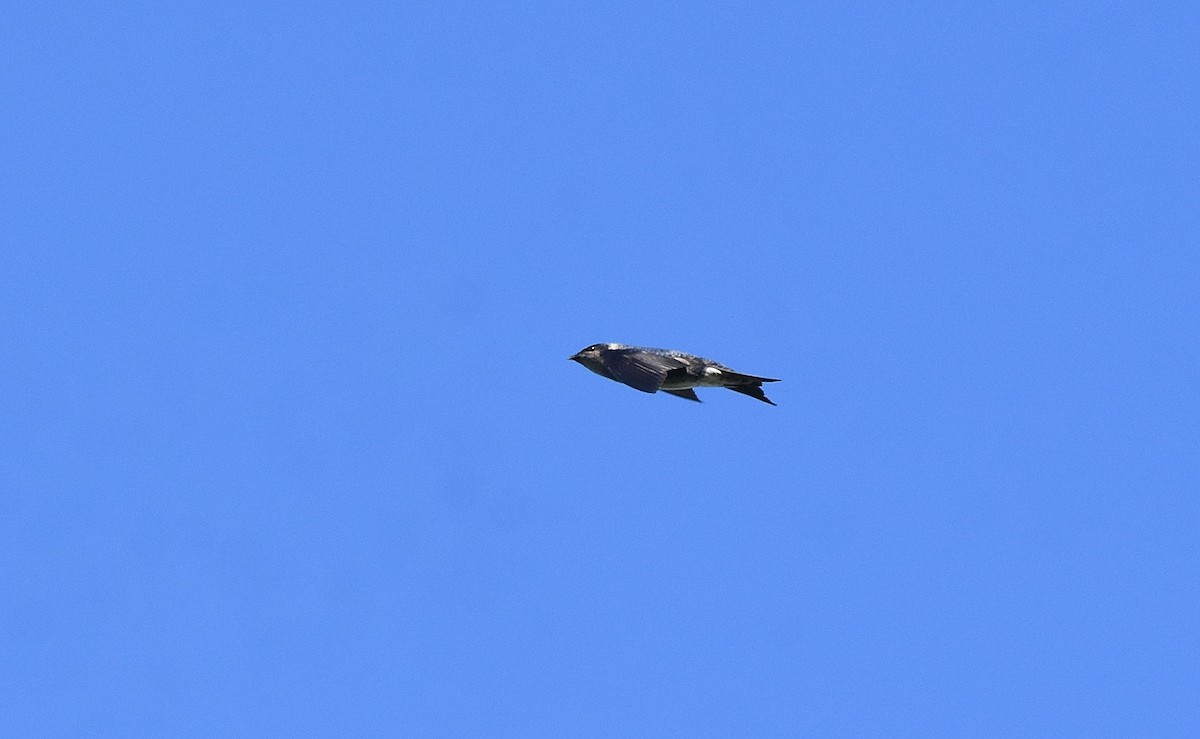 Golondrina Purpúrea - ML584088561