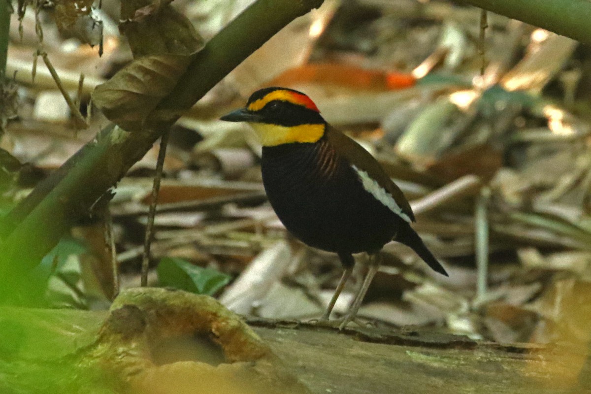 Malayan Banded-Pitta - ML584088871